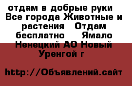 отдам в добрые руки - Все города Животные и растения » Отдам бесплатно   . Ямало-Ненецкий АО,Новый Уренгой г.